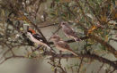 Woodchate Shrike